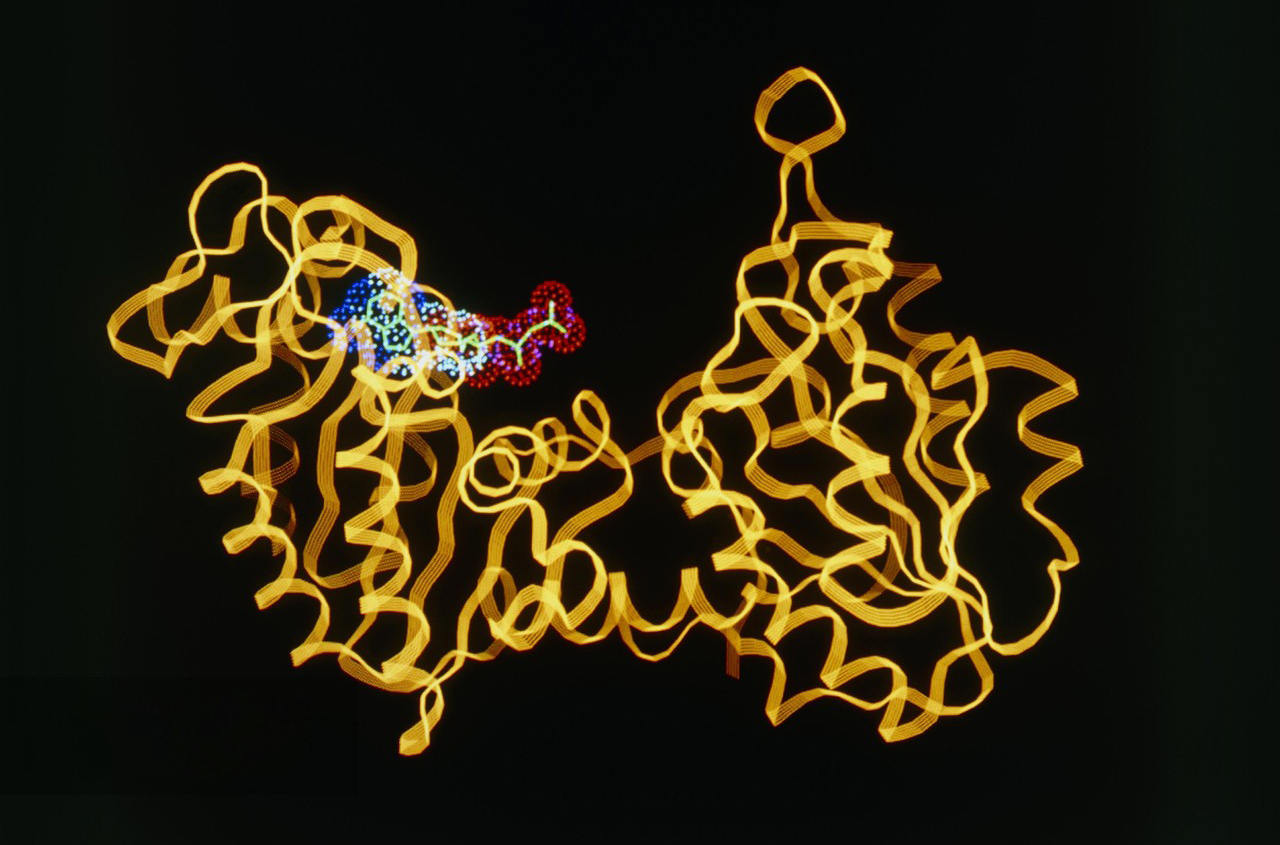 Adenosine Triphosphate