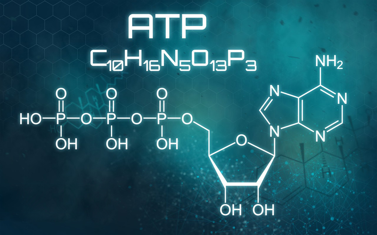 Adenosine Triphosphate