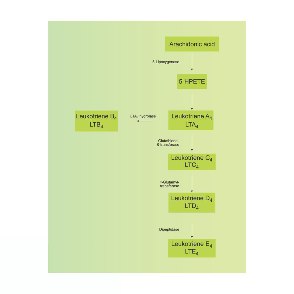 Arachidonic Acid