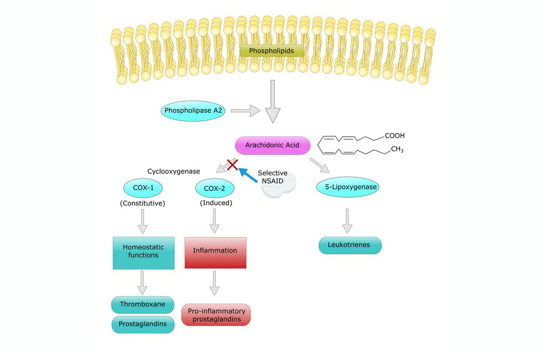 Arachidonic Acid