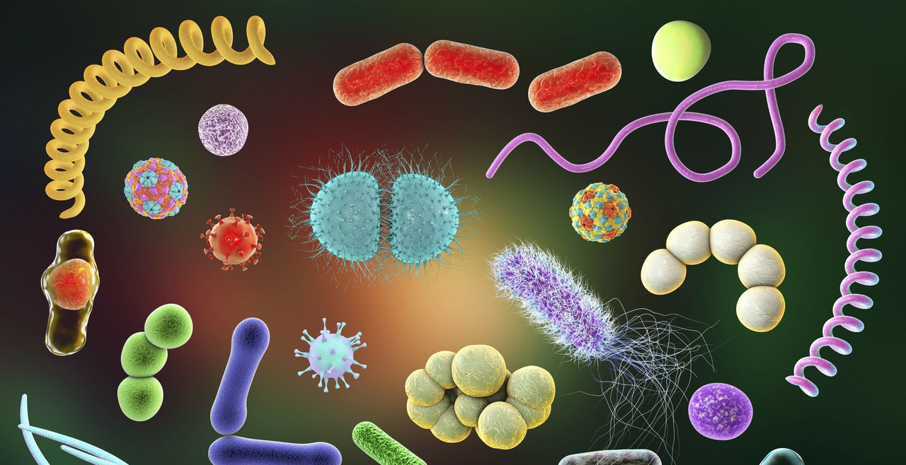 Bacillus Pumilus