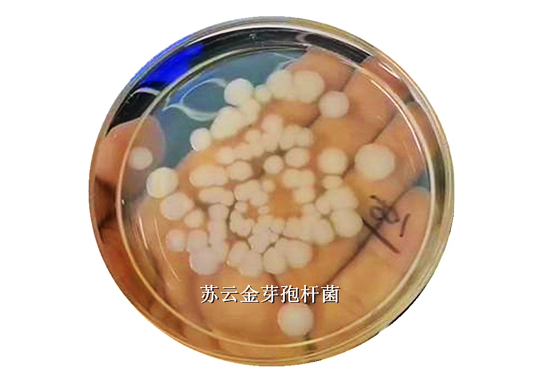 Bacillus Thuringiensis