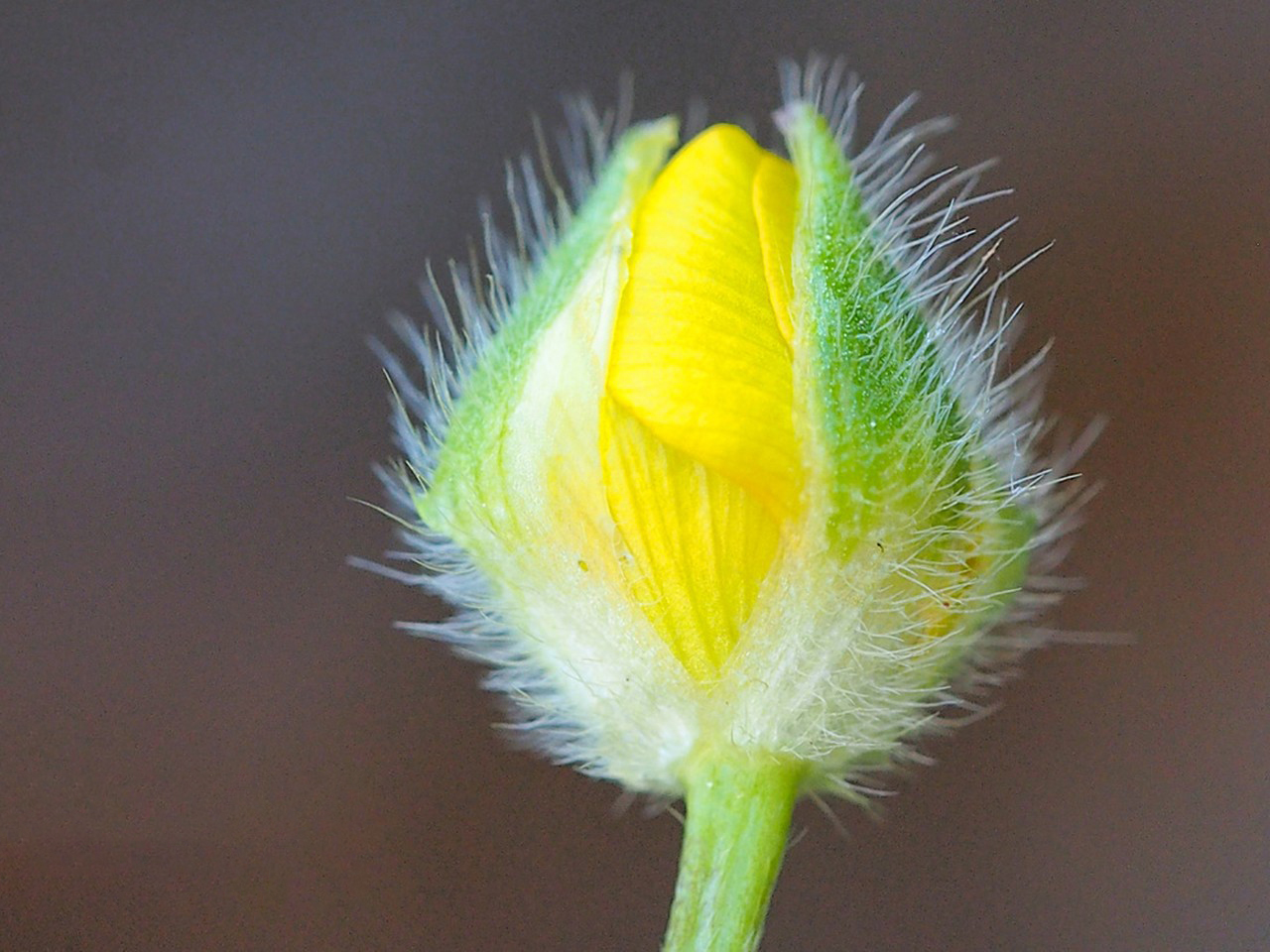 Berberine HCL