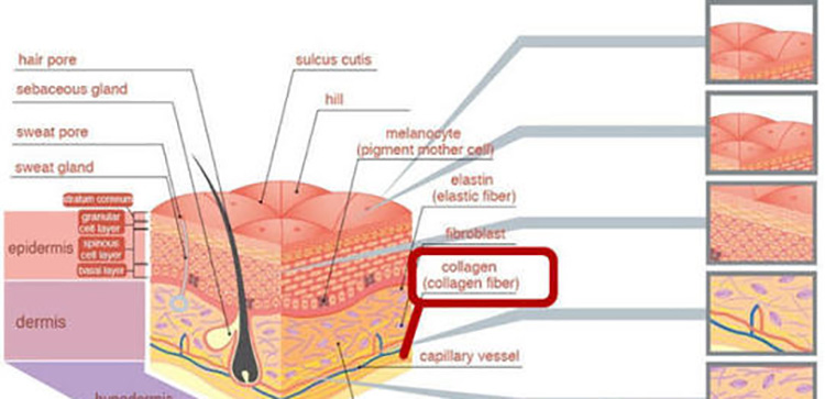 Collagen