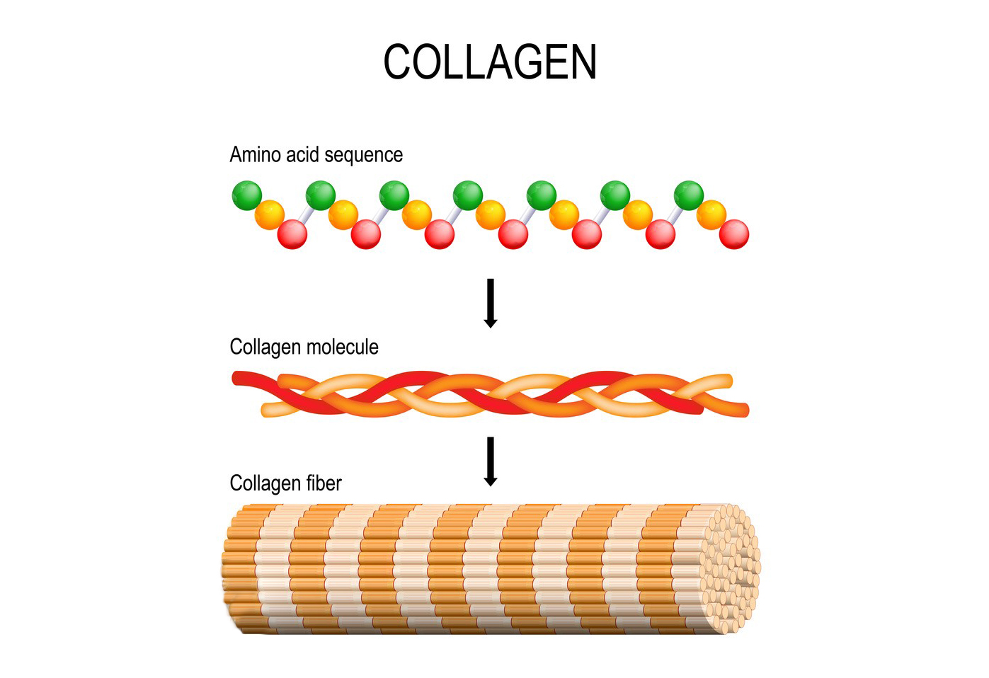 Collagen