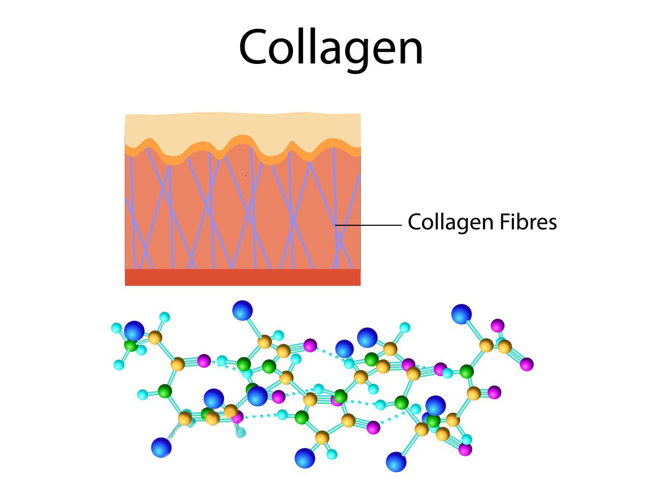 Collagen