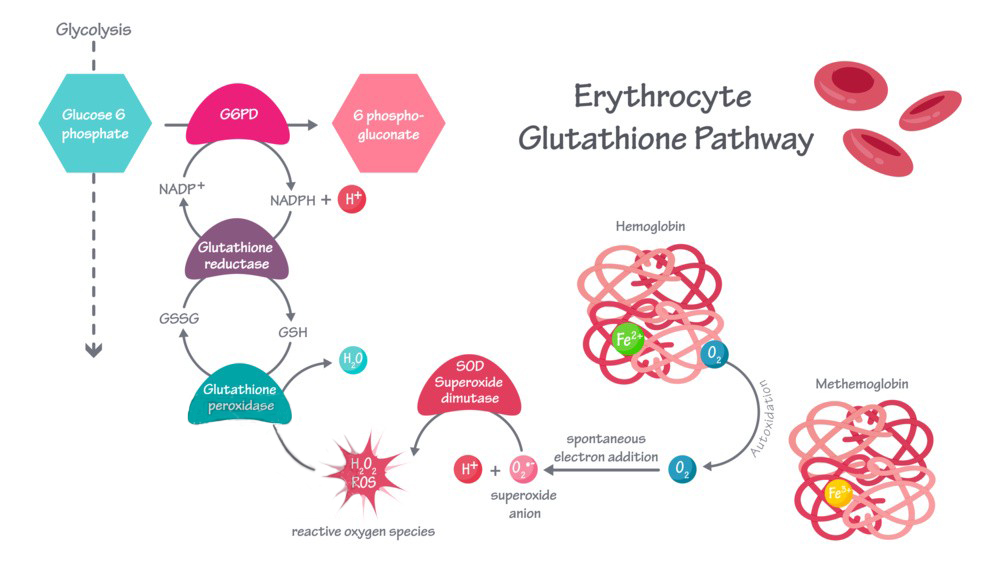 Glutathione