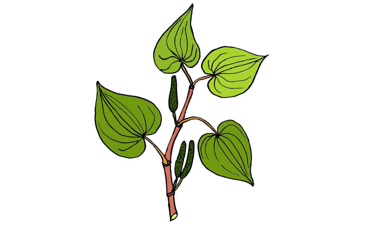 Kava Extract