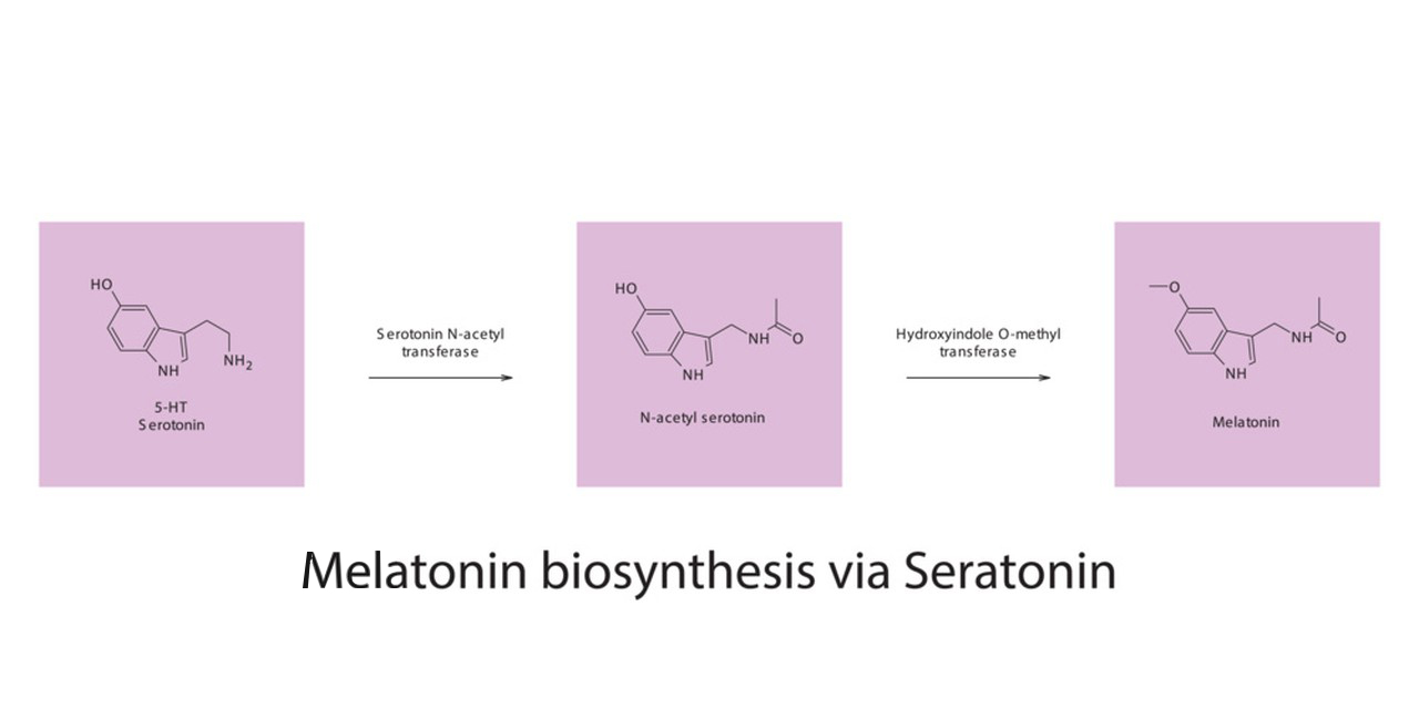 Melatonin