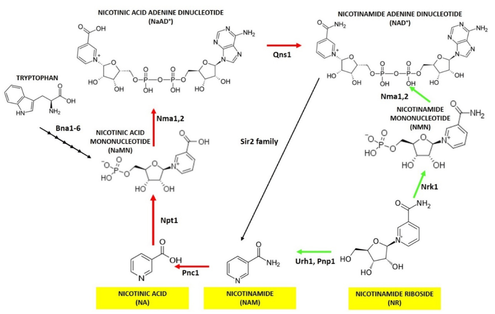 Nicotinamide Riboside