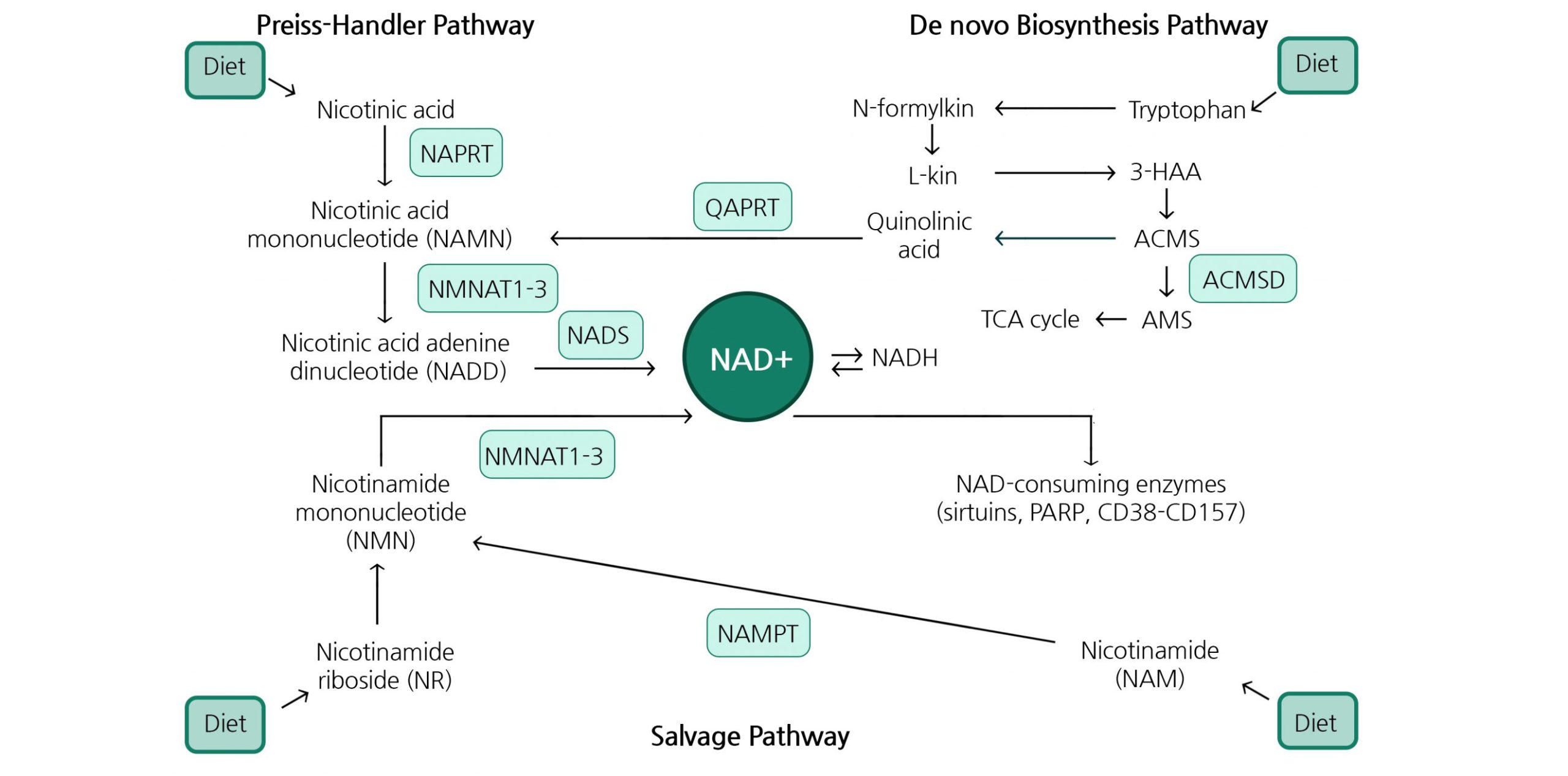 Nicotinamide Riboside