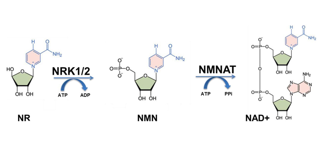 Nicotinamide Riboside