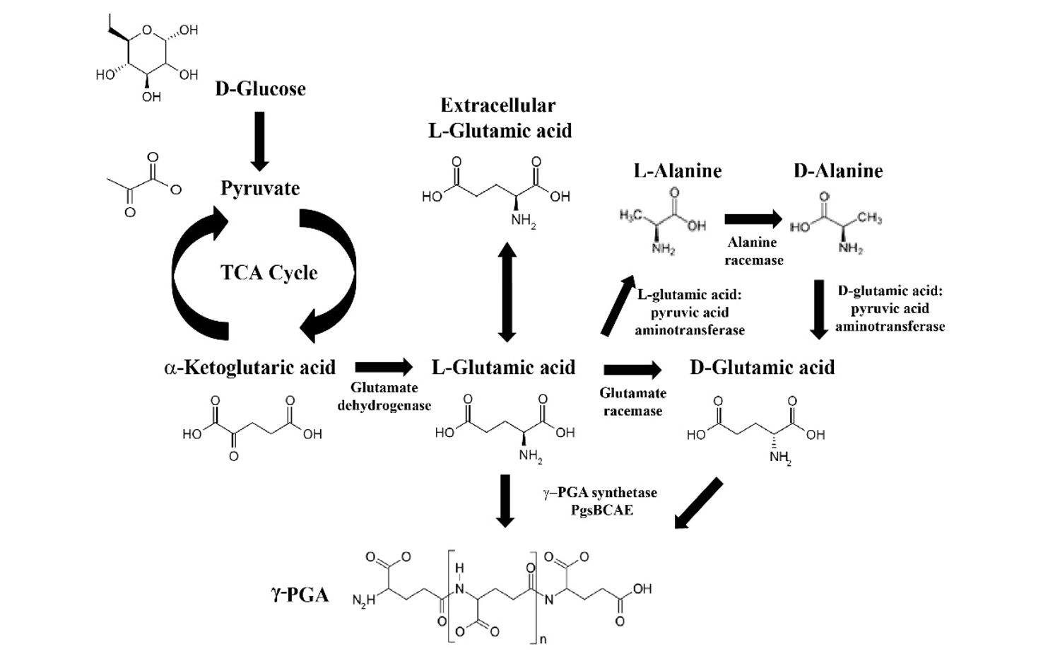 Polyglutamic Acid