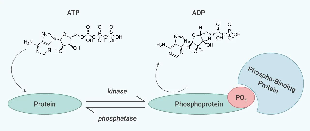 Protease