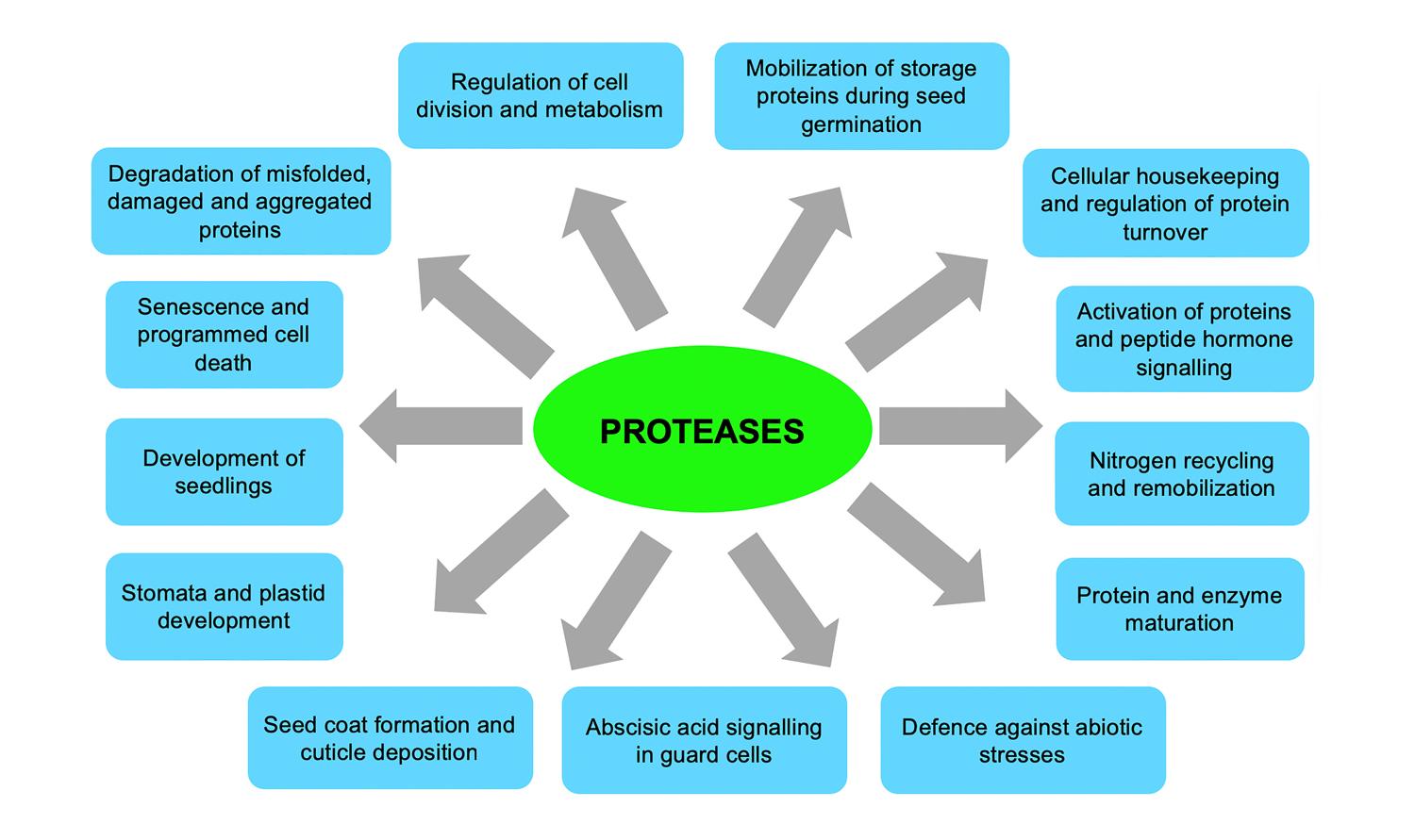 Protease