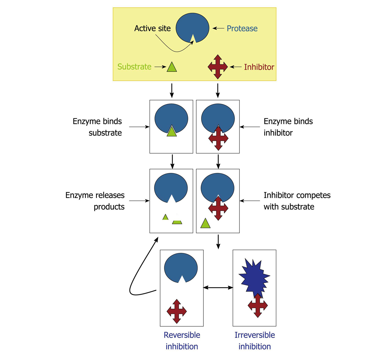 Protease