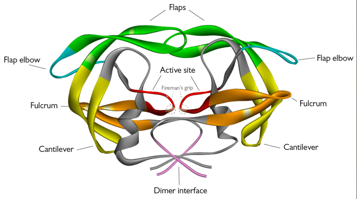 Protease