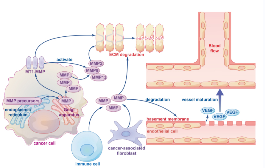 Protease