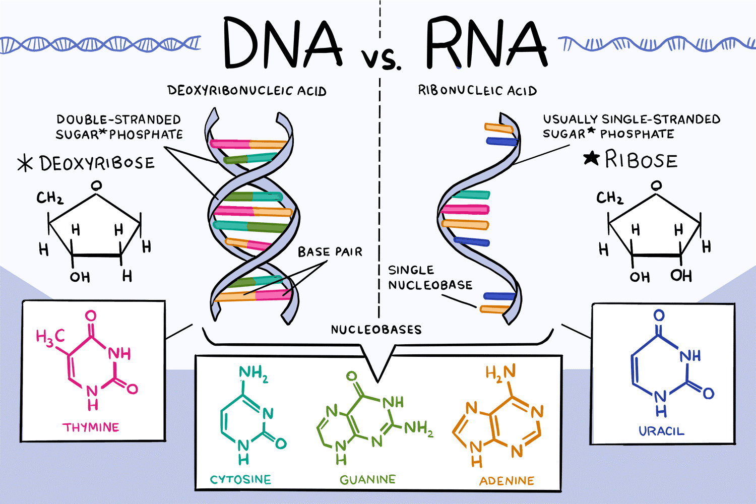 Ribonucleic Acid