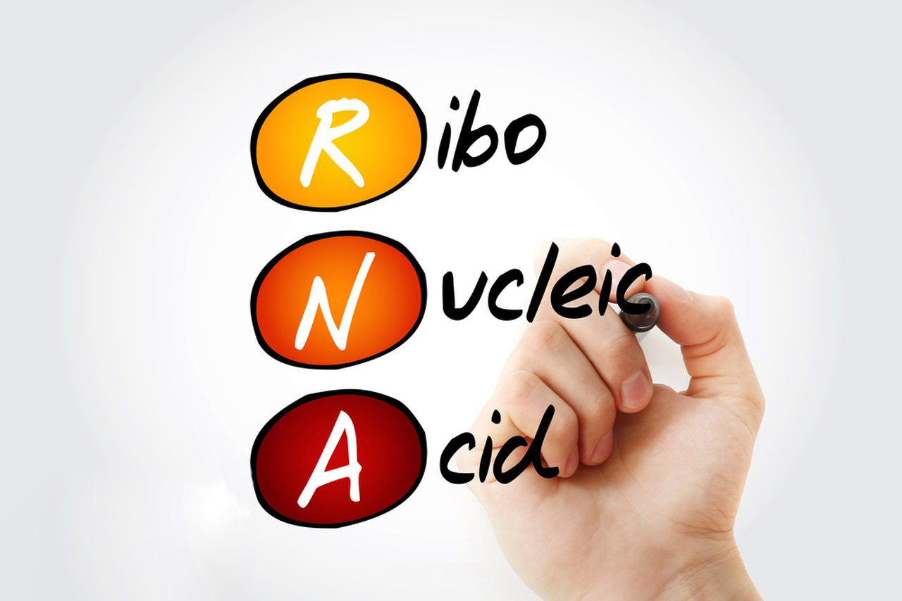 Ribonucleic Acid