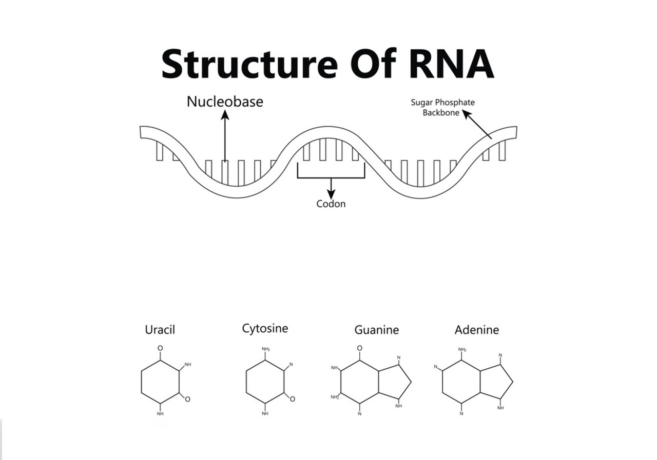 Ribonucleic Acid